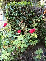 1-IMG 3368