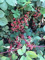 1-IMG 3509