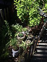 1-IMG 3529
