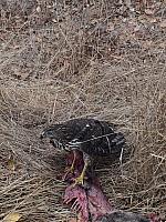 1-IMG 3623