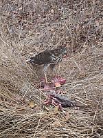 1-IMG 3624