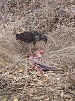 1-IMG 3627