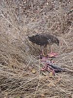 1-IMG 3629