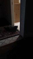 IMG 0238