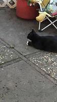 IMG 0433